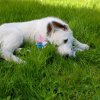 Betty als Welpe